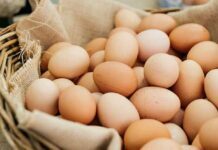 What is Free Range Egg and It’s Benefits