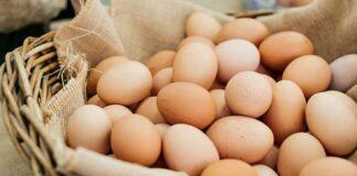 What is Free Range Egg and It’s Benefits