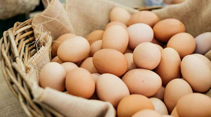 What is Free Range Egg and It’s Benefits