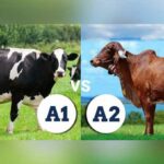 Health Benefits of A2 Milk Health Benefits of A2 milk