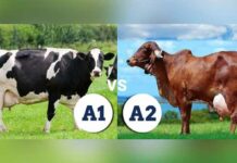Health Benefits of A2 Milk Health Benefits of A2 milk