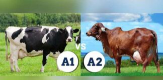 Health Benefits of A2 Milk Health Benefits of A2 milk