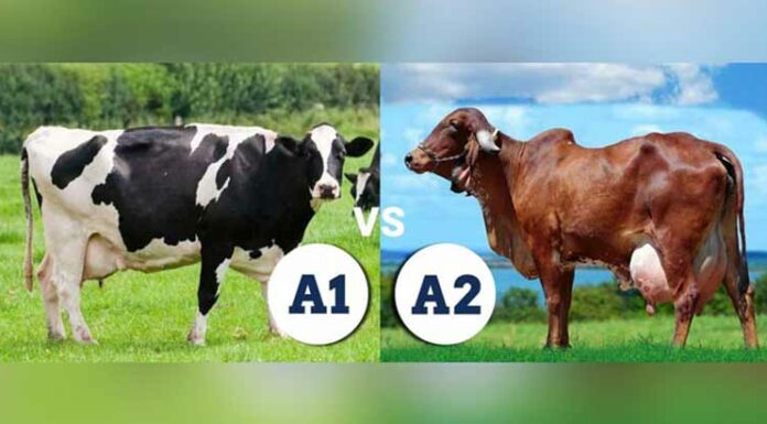Health Benefits of A2 Milk Health Benefits of A2 milk