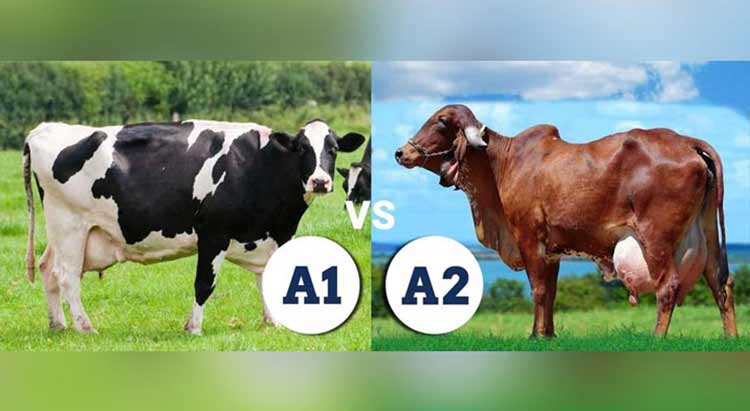 Health Benefits of A2 milk
