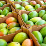 Health Benefits of Mango Health benefits of mango