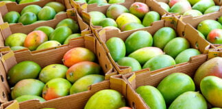 Health Benefits of Mango Health benefits of mango