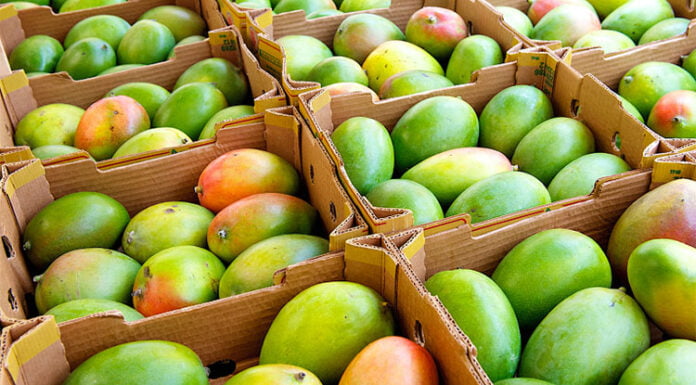 Health Benefits of Mango Health benefits of mango