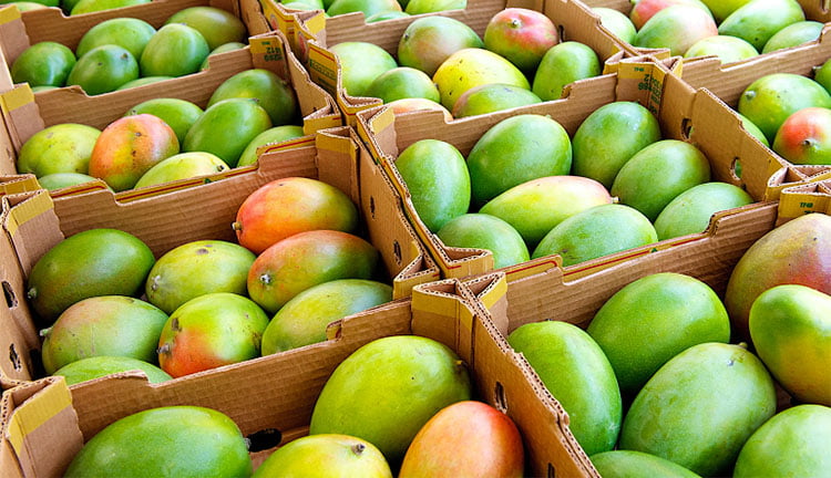 Health benefits of mango