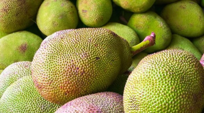 Health Benefits of Jackfruit health benefits of jackfruit