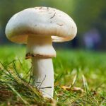 Health Benefits of Mushrooms : Unveiling the Hidden Treasures Health benefits of mushroom