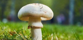 Health Benefits of Mushrooms : Unveiling the Hidden Treasures Health benefits of mushroom