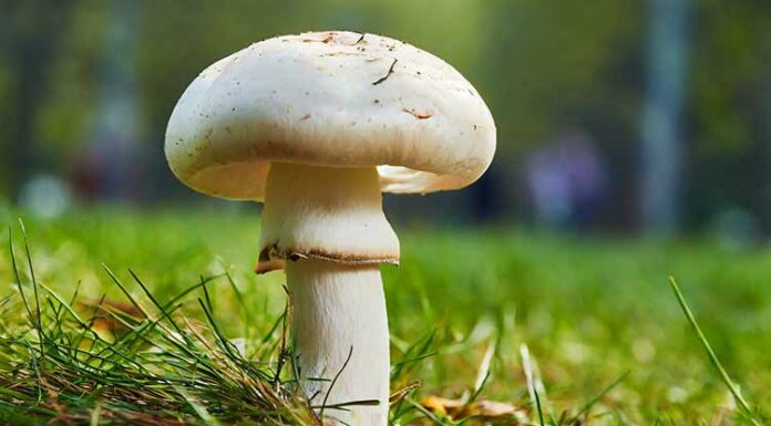 Health Benefits of Mushrooms : Unveiling the Hidden Treasures Health benefits of mushroom